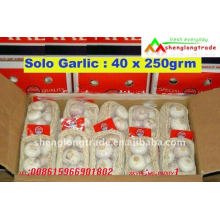 hot sell Solo garlic price